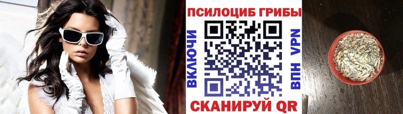 магазин продажи   Павлово  Галлюциногенные грибы Psilocybe 